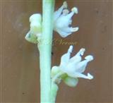  Male flowers